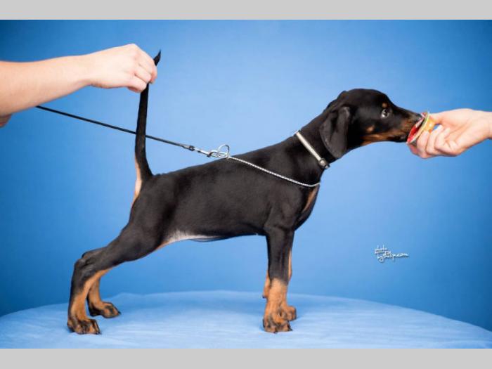 doberman štenci vrhunskog kvaliteta besplatni mali oglasi
