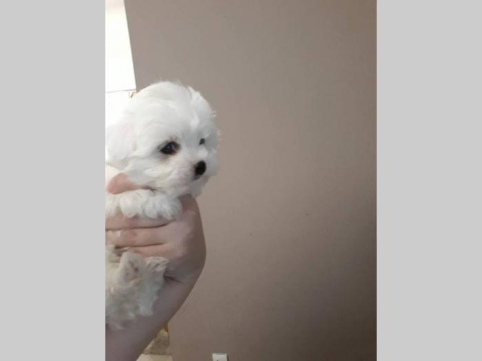 mini maltezer štenci na prodaju besplatni mali oglasi