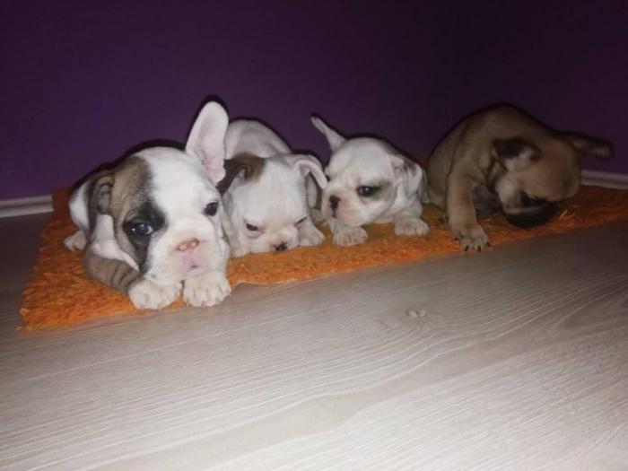 francuski buldog štenci iz dva legla besplatni mali oglasi