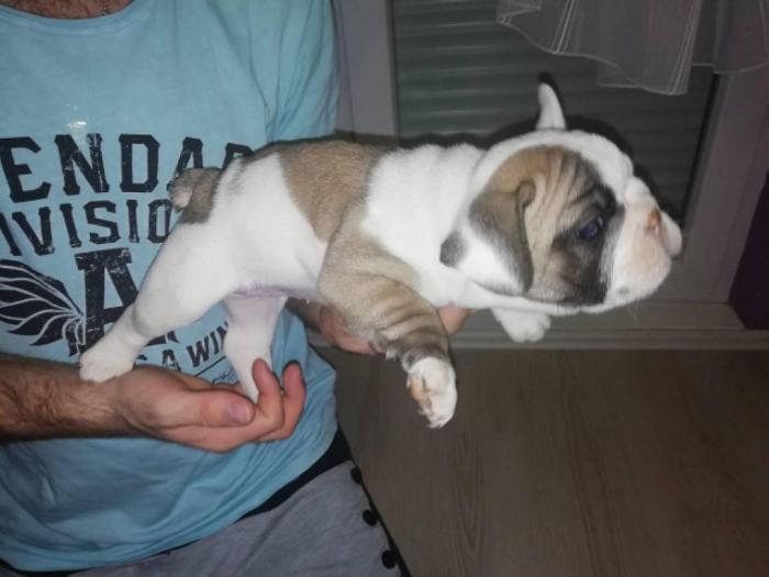 francuski buldog štenci iz dva legla besplatni mali oglasi