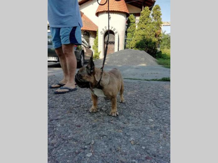 francuski buldog štenci iz dva legla besplatni mali oglasi