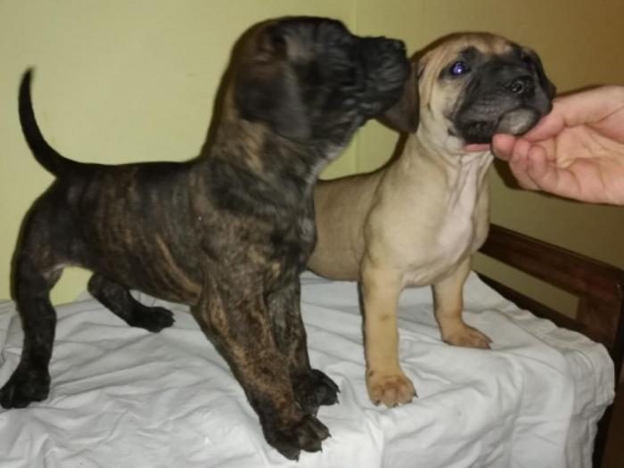 presa canario štenci izložbenog kvaliteta besplatni mali oglasi