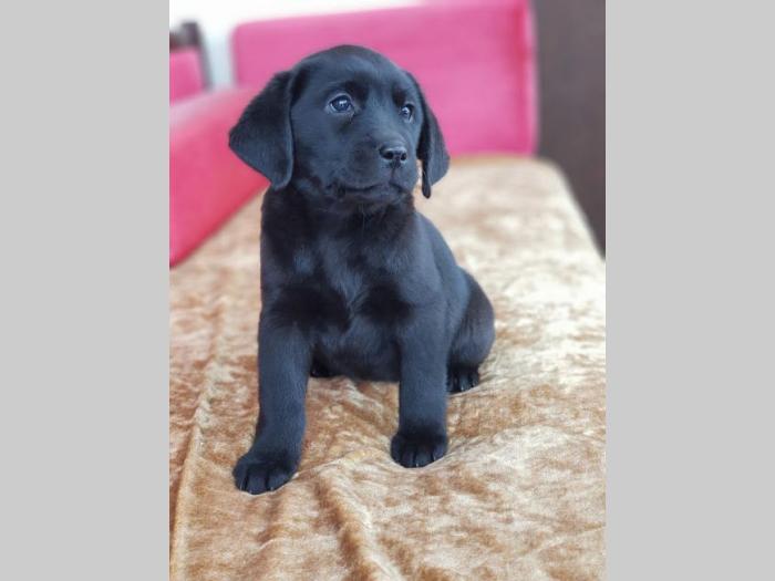 labrador retriver vrhunska ženkica besplatni mali oglasi