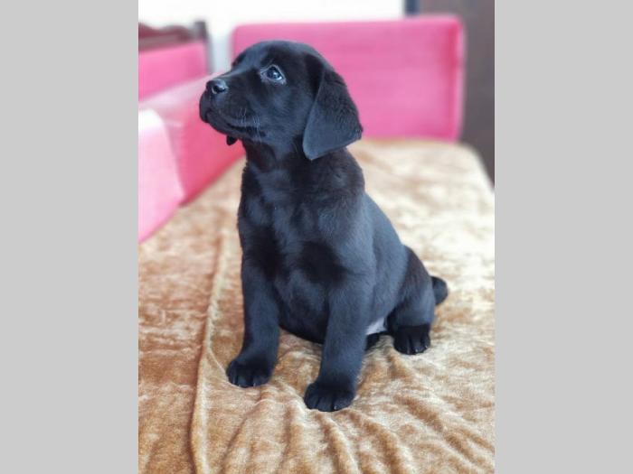 labrador retriver vrhunska ženkica besplatni mali oglasi
