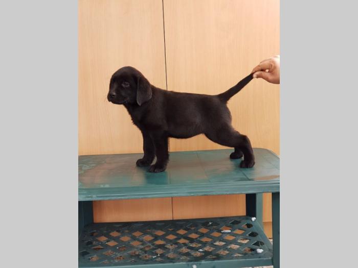 labrador retriver vrhunska ženkica besplatni mali oglasi