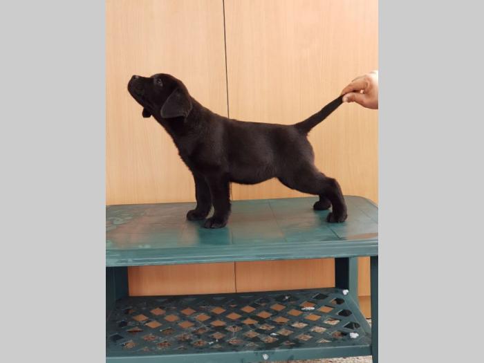 labrador retriver vrhunska ženkica besplatni mali oglasi