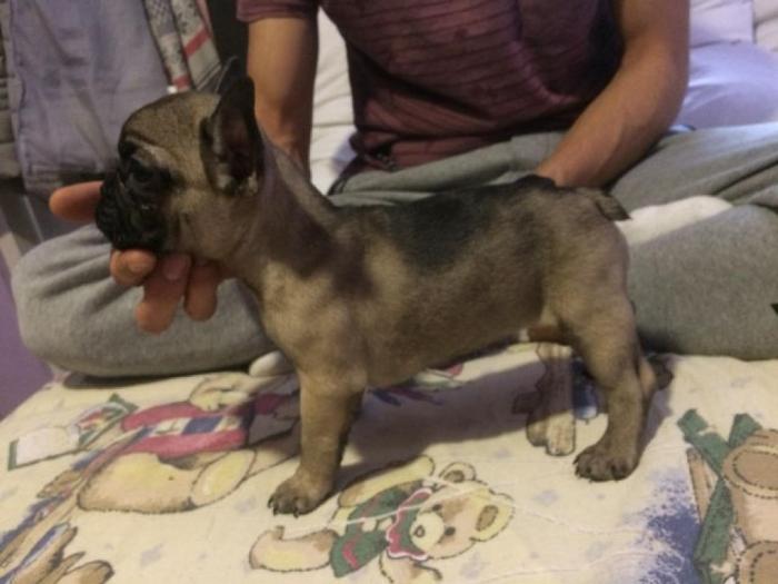 francuski buldog štenci bez boje besplatni mali oglasi
