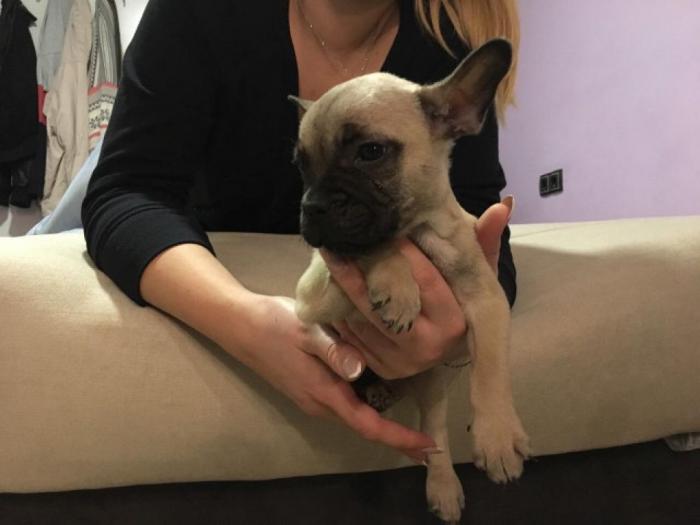 francuski buldog štenci bez boje besplatni mali oglasi