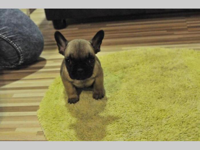 francuski buldog štenci bez boje besplatni mali oglasi