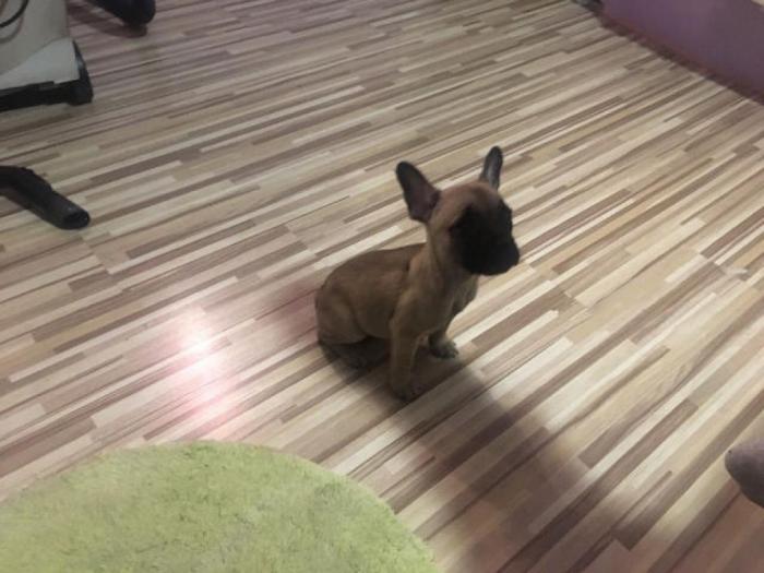 francuski buldog štenci bez boje besplatni mali oglasi