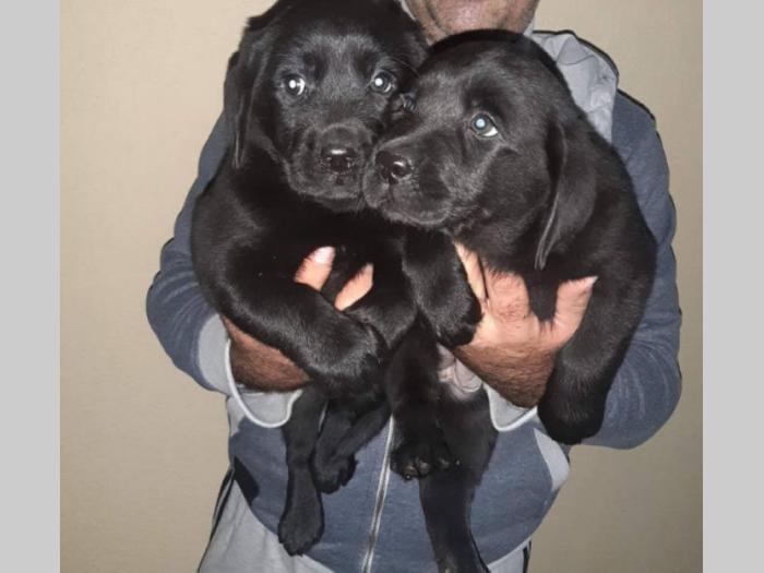 labrador prelepi štenci besplatni mali oglasi