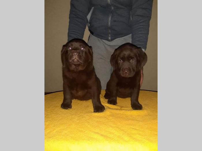labrador prelepi štenci besplatni mali oglasi