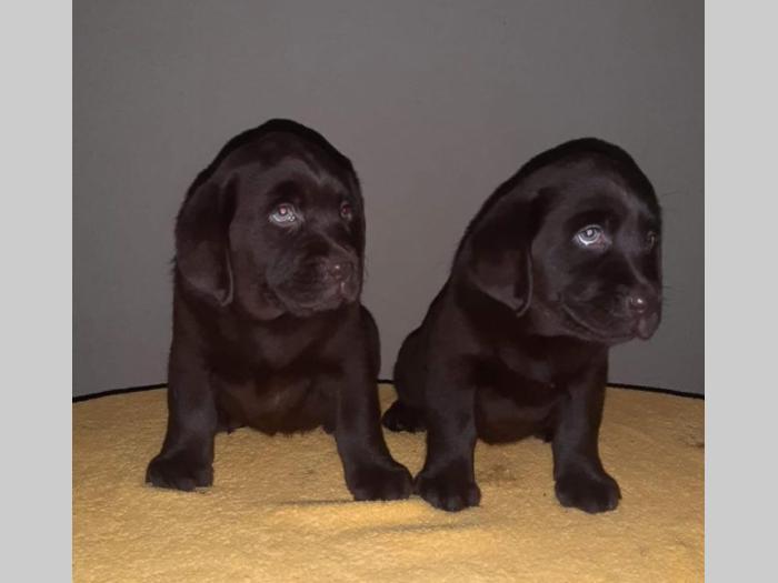 labrador prelepi štenci besplatni mali oglasi