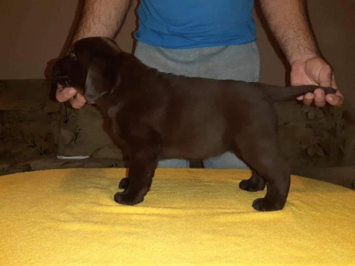 labrador prelepi štenci besplatni mali oglasi