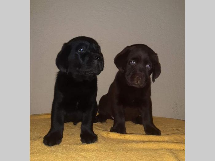 labrador prelepi štenci besplatni mali oglasi
