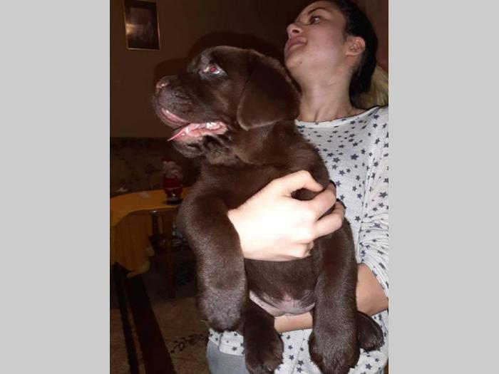 labrador prelepi štenci besplatni mali oglasi
