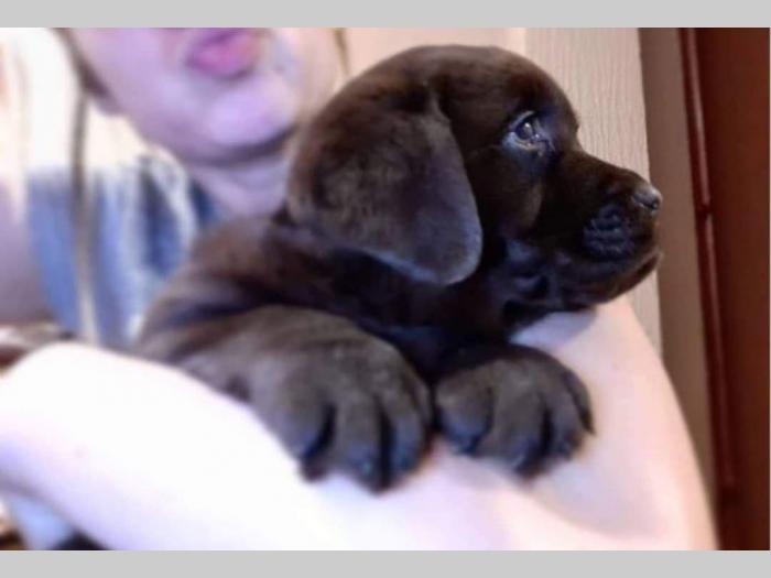 labrador prelepi štenci besplatni mali oglasi