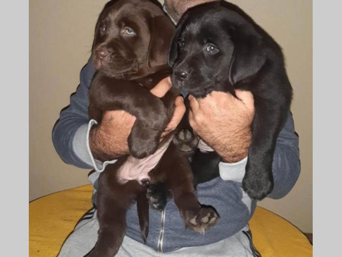 labrador prelepi štenci besplatni mali oglasi