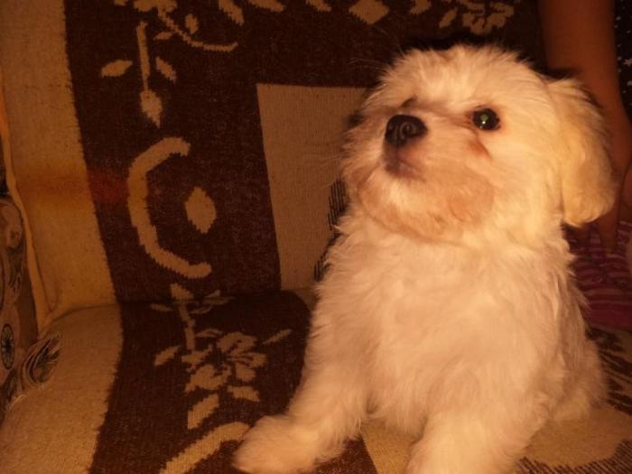 mini maltezer štenci besplatni mali oglasi