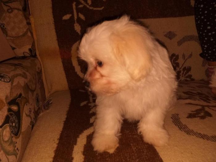 mini maltezer štenci besplatni mali oglasi