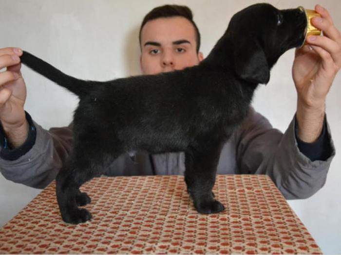 labrador retriver štenci izložbenog potencijala besplatni mali oglasi