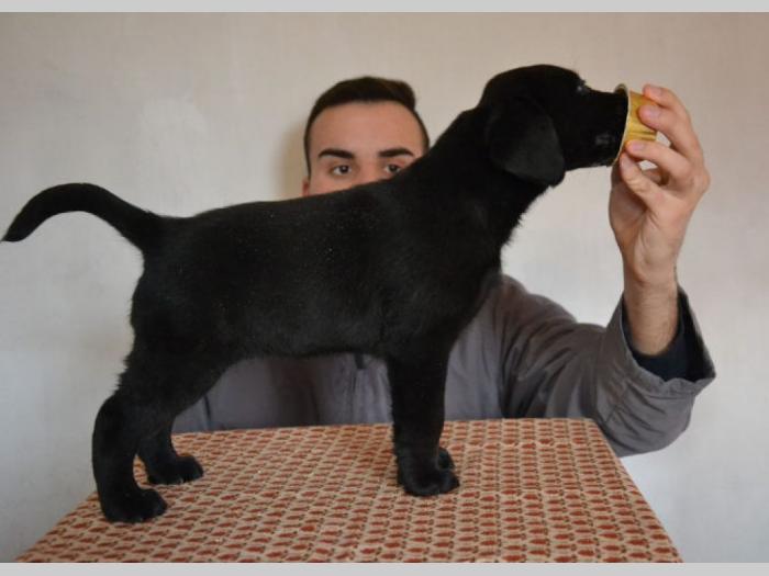 labrador retriver štenci izložbenog potencijala besplatni mali oglasi