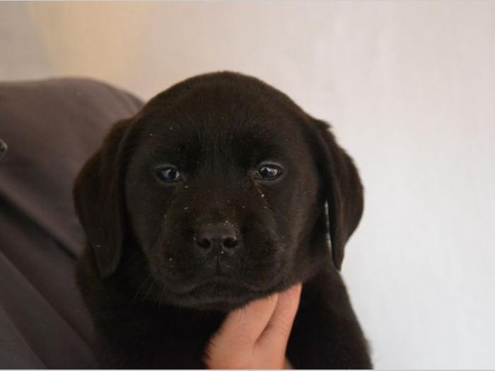 labrador retriver štenci izložbenog potencijala besplatni mali oglasi