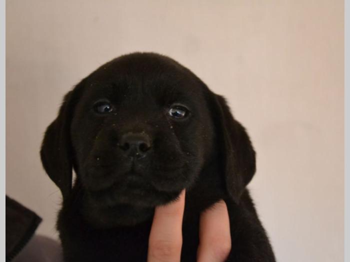 labrador retriver štenci izložbenog potencijala besplatni mali oglasi