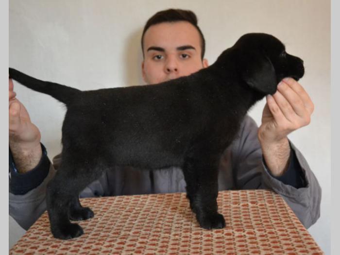 labrador retriver štenci izložbenog potencijala besplatni mali oglasi