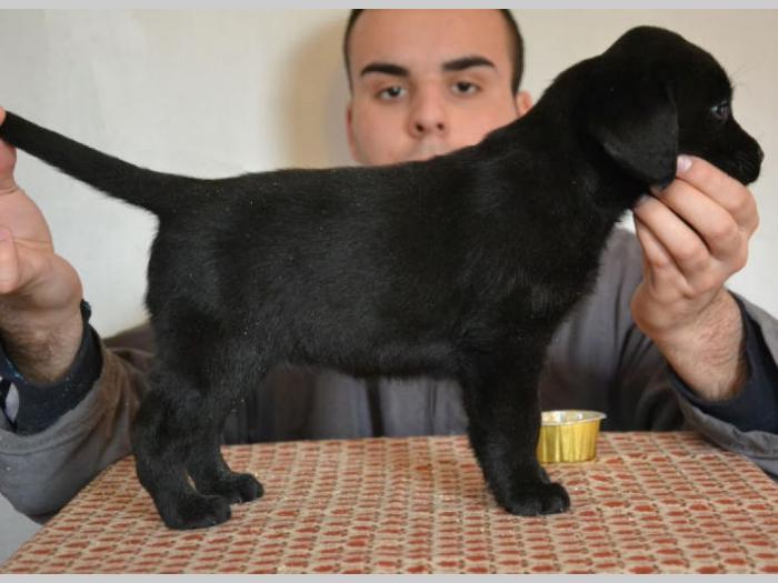 labrador retriver štenci izložbenog potencijala besplatni mali oglasi