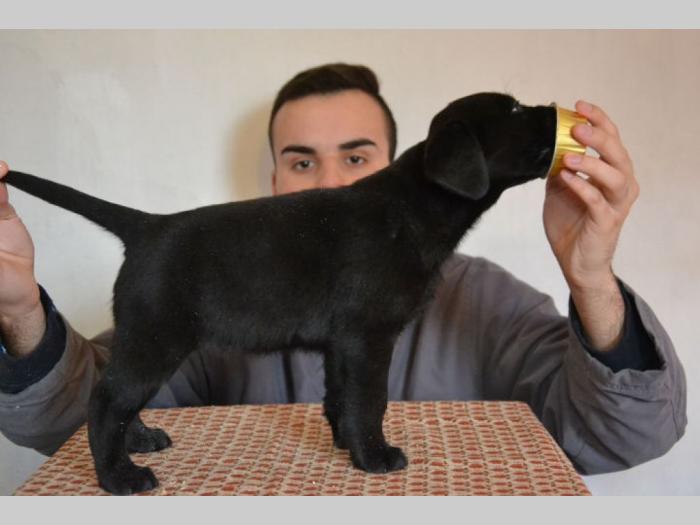 labrador retriver štenci izložbenog potencijala besplatni mali oglasi