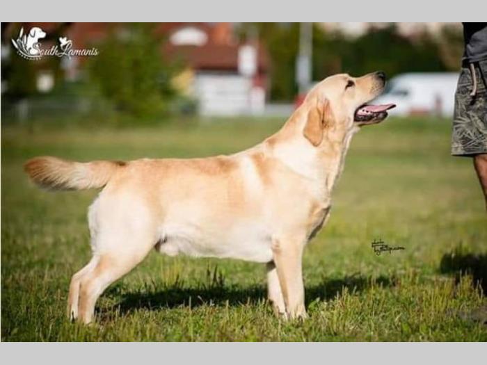 labrador retriver štenci izložbenog potencijala besplatni mali oglasi