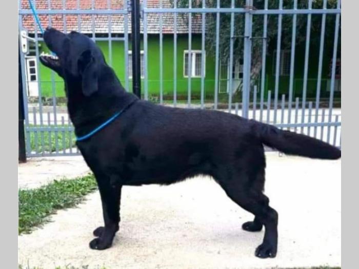 labrador retriver štenci izložbenog potencijala besplatni mali oglasi