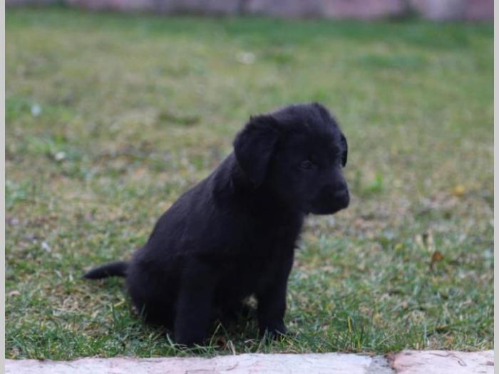 štenci čistokrvnih labradora besplatni mali oglasi