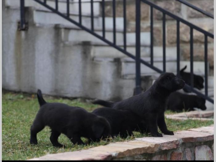 štenci čistokrvnih labradora besplatni mali oglasi
