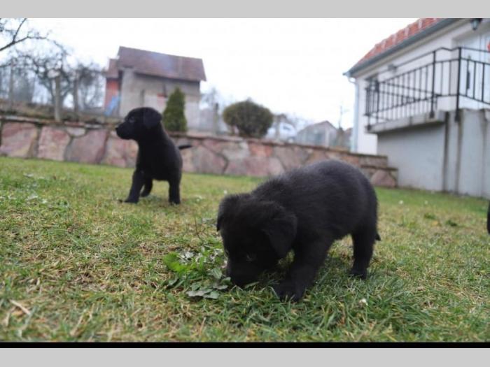 štenci čistokrvnih labradora besplatni mali oglasi
