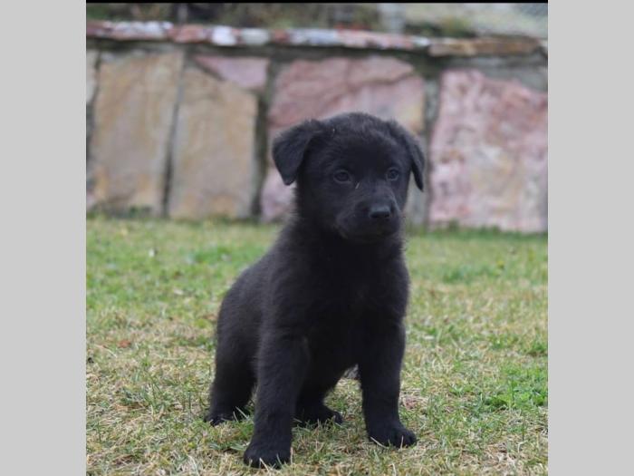 štenci čistokrvnih labradora besplatni mali oglasi