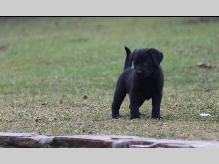 štenci čistokrvnih labradora besplatni mali oglasi