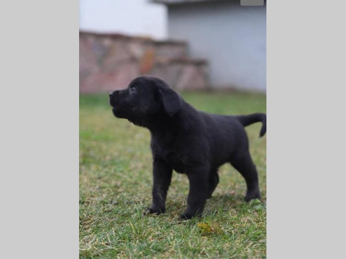 štenci čistokrvnih labradora besplatni mali oglasi