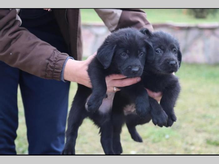 štenci čistokrvnih labradora besplatni mali oglasi