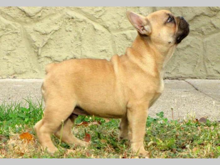 francuski buldog prelepo muško štene besplatni mali oglasi