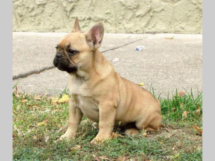 francuski buldog prelepo muško štene besplatni mali oglasi