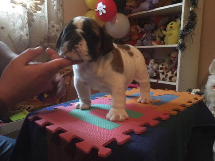 engleski buldog štenci besplatni mali oglasi