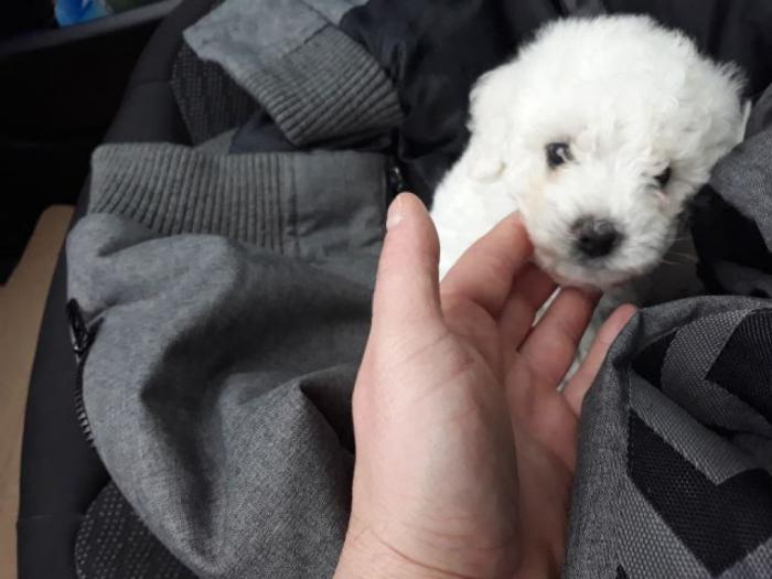 kovrdžavi bišon štenci od 2 meseca besplatni mali oglasi