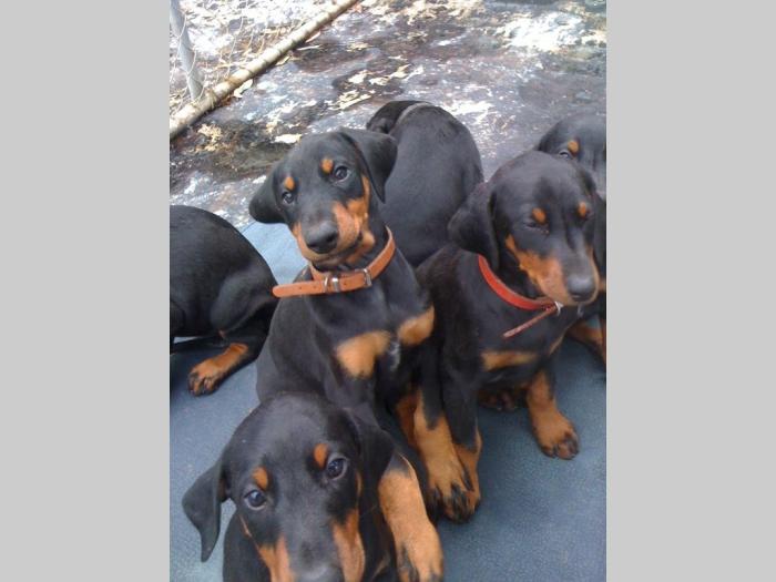 rotvajler i doberman štenci besplatni mali oglasi