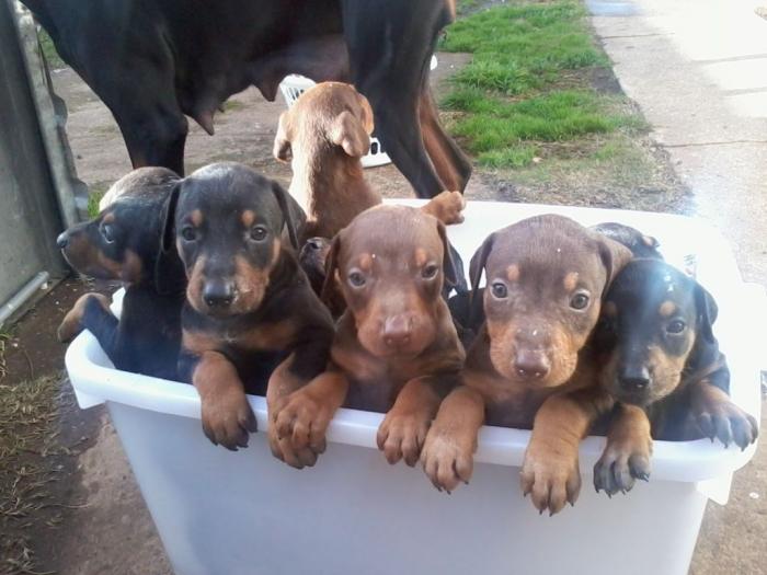 rotvajler i doberman štenci besplatni mali oglasi