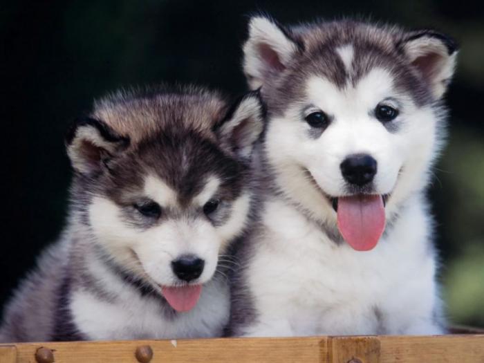 samojed i sibirski haski štenci besplatni mali oglasi