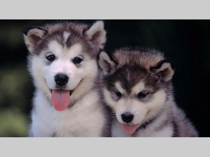 samojed i sibirski haski štenci besplatni mali oglasi