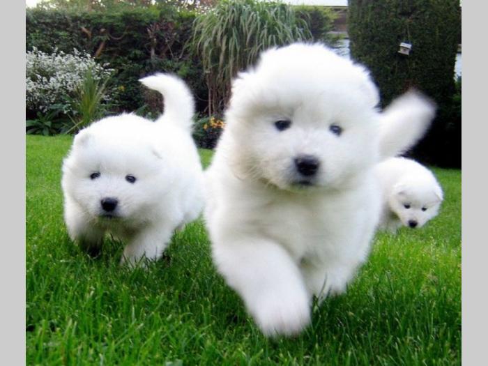 samojed i sibirski haski štenci besplatni mali oglasi