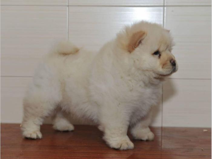 chow chow tri prelepe ženkice besplatni mali oglasi